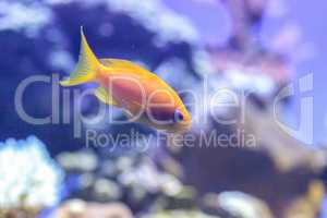 Yellow Lyretail Anthias fish known as Pseudanthias squamipinnis
