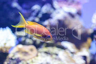 Yellow Lyretail Anthias fish known as Pseudanthias squamipinnis