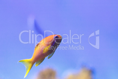 Yellow Lyretail Anthias fish known as Pseudanthias squamipinnis