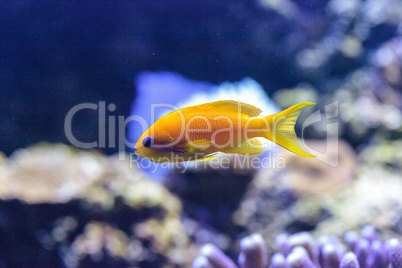 Yellow Lyretail Anthias fish known as Pseudanthias squamipinnis