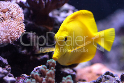 Yellow tang fish, Zebrasoma flavenscens