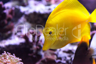 Yellow tang fish, Zebrasoma flavenscens