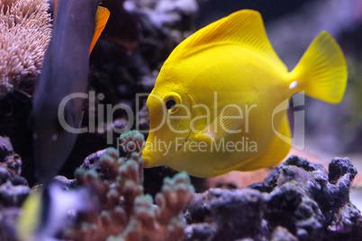 Yellow tang fish, Zebrasoma flavenscens