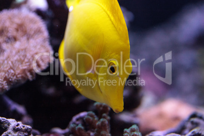 Yellow tang fish, Zebrasoma flavenscens