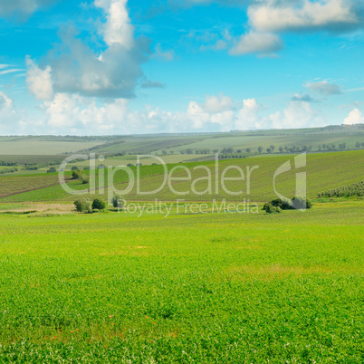 green field and blue sky