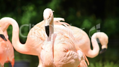 rosa rote flamingos