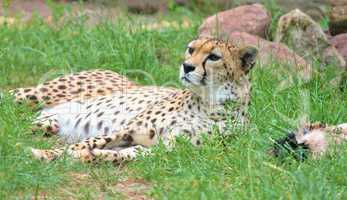 Gepard liegt im Gras