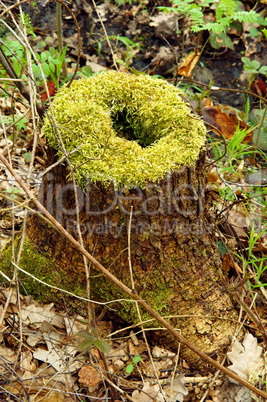 moss, sphagnum, lichens, stump, snag, cut down, old, tree