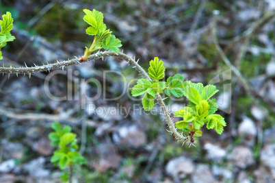 hips, twigs, leaves, spring, bloom, buds are swelling, briar, rosehip