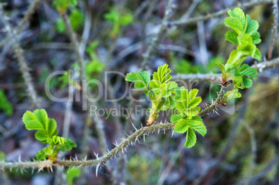 hips, twigs, leaves, spring, bloom, buds are swelling, briar, rosehip