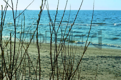 sea, bushes, branches, trees, through, beach, sand, Baltic