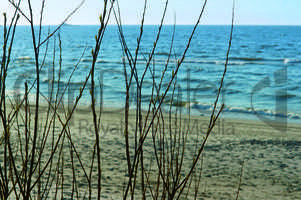 sea, bushes, branches, trees, through, beach, sand, Baltic