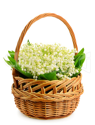 Fresh wild lilies of the valley in basket