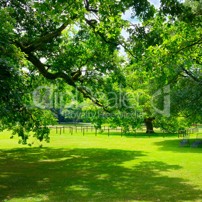 Beautiful meadow in park