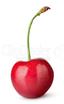 Single sweet cherry vertically