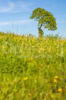 Baum in einer Sommerwiese