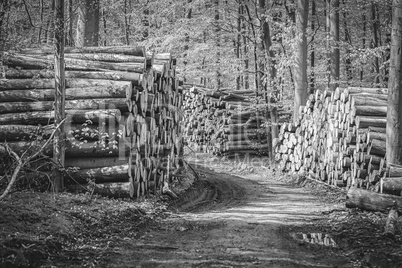 Holzpolter im Wald - schwarz-weiß