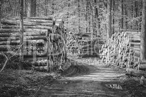 Holzpolter im Wald - schwarz-weiß