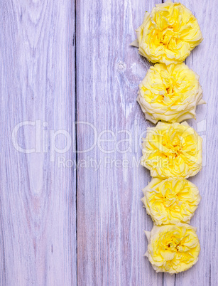 Flowering buds of a yellow rose