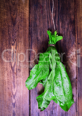 bunch of fresh green sorrel