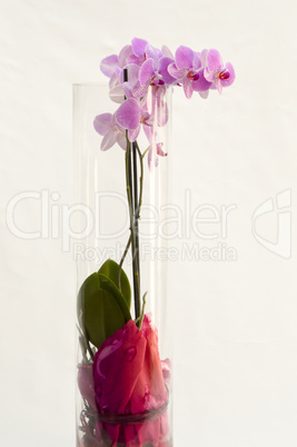 Pink orchid in a cylindrical vase