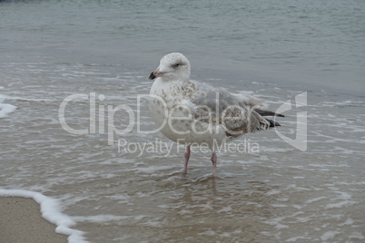 Möwe an der Ostsee