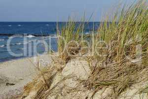 Dünengras an der Ostsee