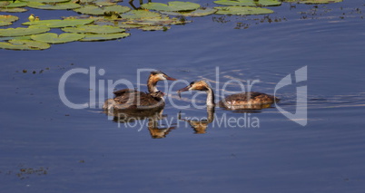 Crested grebe, podiceps cristatus, ducks feeding baby, Kis-Balaton, Hungary