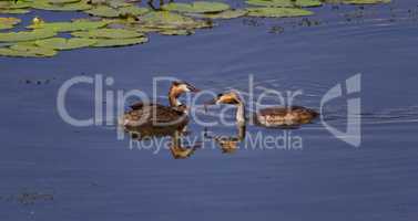 Crested grebe, podiceps cristatus, ducks feeding baby, Kis-Balaton, Hungary