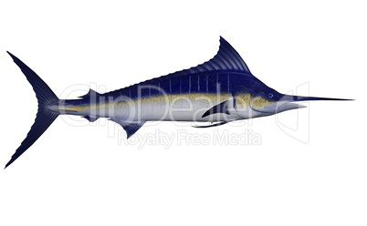 Marlin fish - 3D render