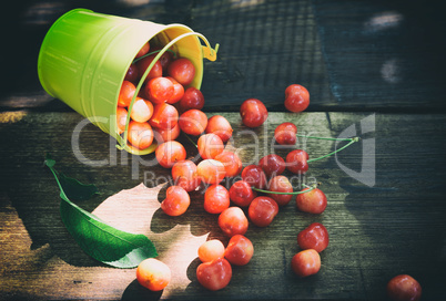 Red ripe cherry scattered from a yellow bucket