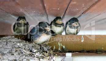 young swallows