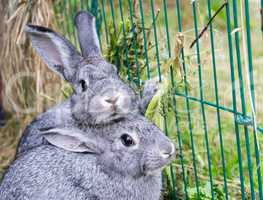 gray rabbits