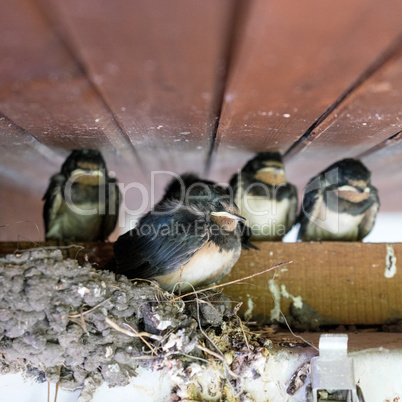 young swallows