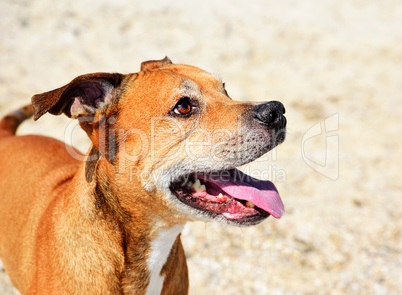 Cheerful American pit bull terrier