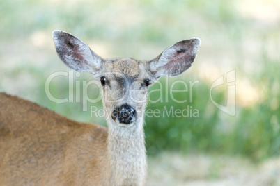 Black-tailed Deer (Odocoileus hemionus) Head, Adult Female.