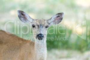 Black-tailed Deer (Odocoileus hemionus) Head, Adult Female.