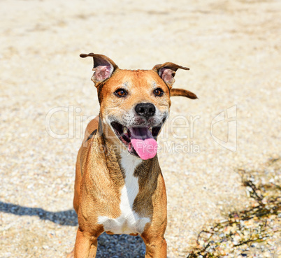 Redhead American pit bull terrier playing in nature
