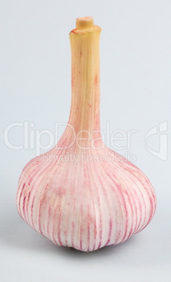 Garlic on green Background