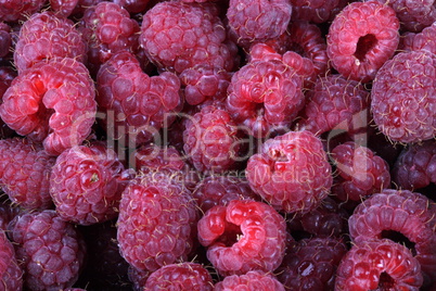 many raspberry at day