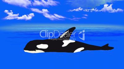 Killer Whale in  the Water
