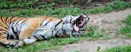 Tiger mit offenem Maul