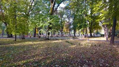 Aerial footage of autumnal nature scenery in city park