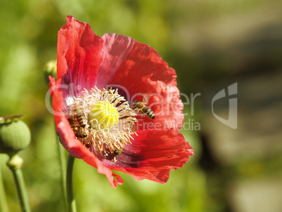 Poppy flower with bees