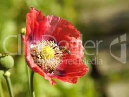 Poppy flower with bees