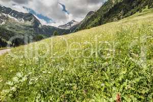 Blooming alp meadow