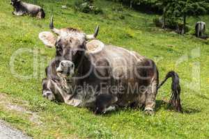 A cow on the Alp