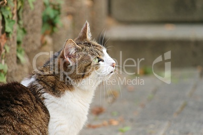 Kater schaut nach oben