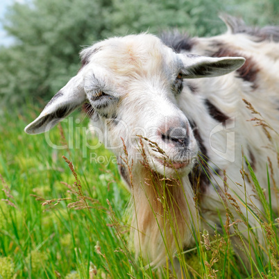 A goat is eating grass in a meadow