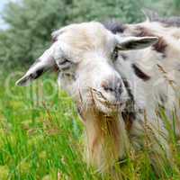 A goat is eating grass in a meadow